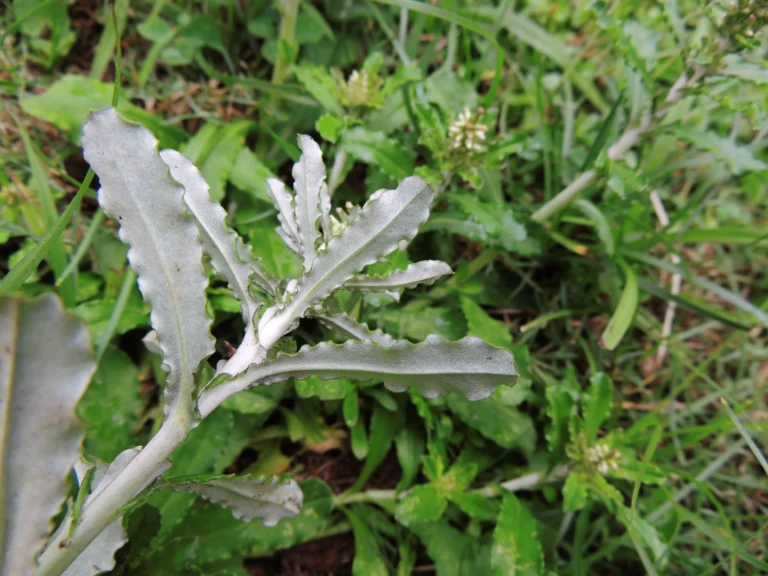 Gamochaeta coarctata (10)