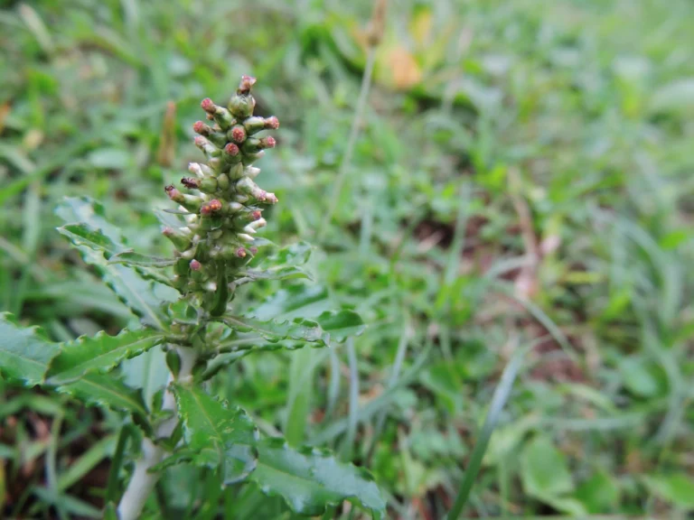 Gamochaeta coarctata (8)