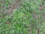 Gamochaeta coarctata (2)