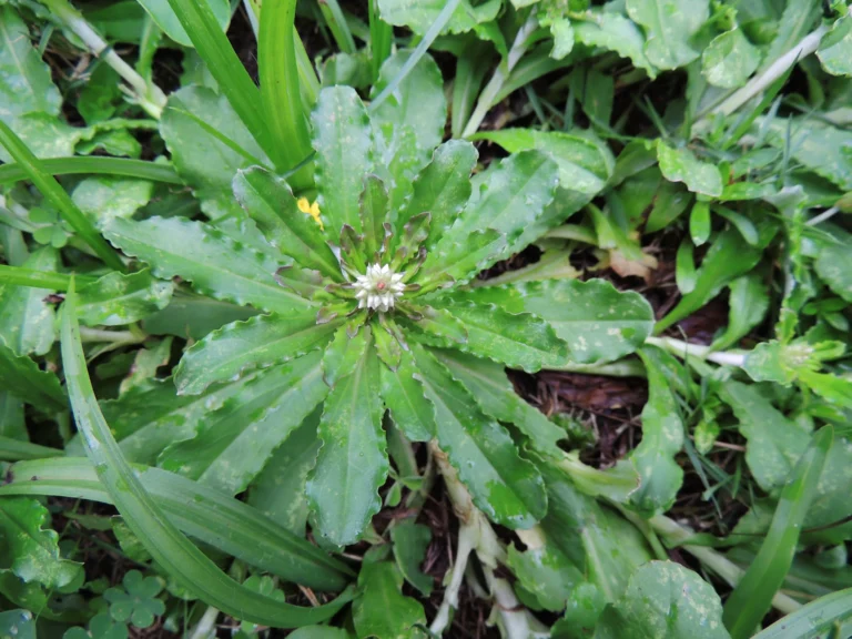 Gamochaeta coarctata (3)