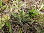 Gamochaeta americana (2)