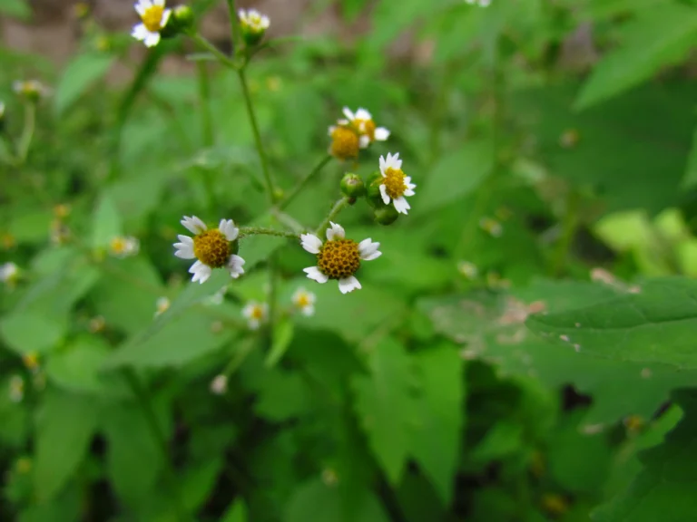 Galinsoga quadriradiata (35)