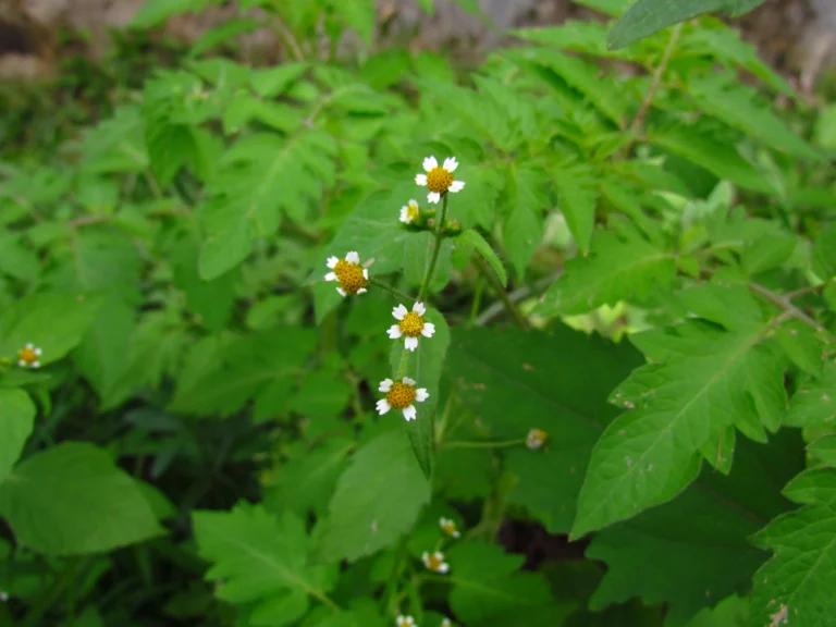 Galinsoga quadriradiata (36)