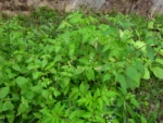 Galinsoga quadriradiata (32)