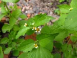 Galinsoga quadriradiata (30)