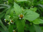 Galinsoga quadriradiata (26)