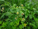 Galinsoga quadriradiata (25)