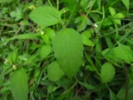 Galinsoga quadriradiata (17)