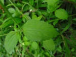 Galinsoga quadriradiata (18)