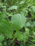 Galinsoga quadriradiata (11)