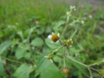 Galinsoga quadriradiata (5)