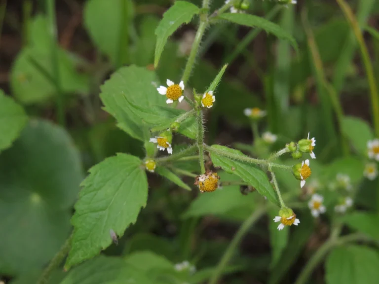 Galinsoga quadriradiata (2)