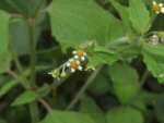 Galinsoga quadriradiata (4)