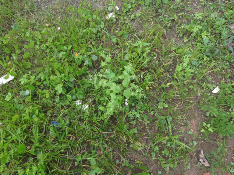 Galinsoga quadriradiata (1)