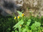 Galinsoga parviflora (27)