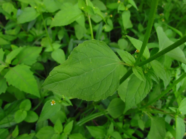 Galinsoga parviflora (24)