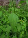 Galinsoga parviflora (22)