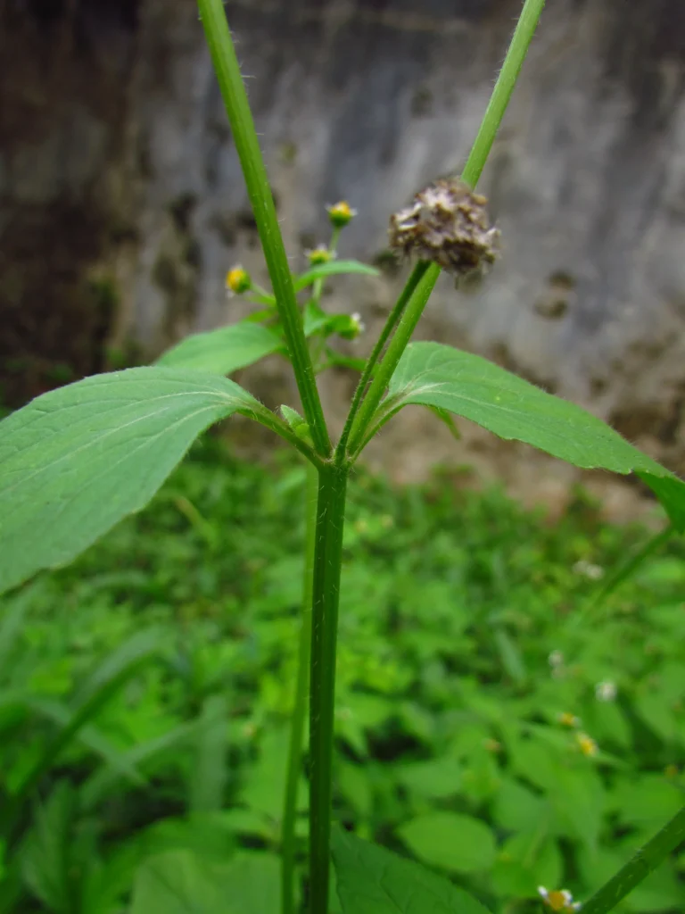 Galinsoga parviflora (23)