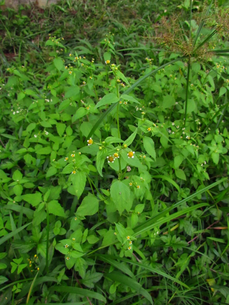 Galinsoga parviflora (20)
