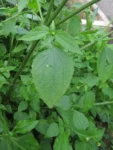 Galinsoga parviflora (12)