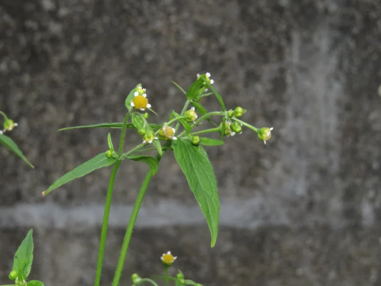 Galinsoga parviflora (11)