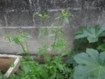 Galinsoga parviflora (4)
