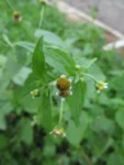 Galinsoga parviflora (2)