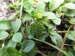 Eclipta elliptica (12)