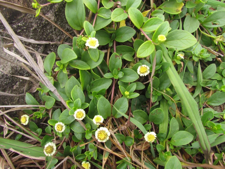 Eclipta elliptica (10)