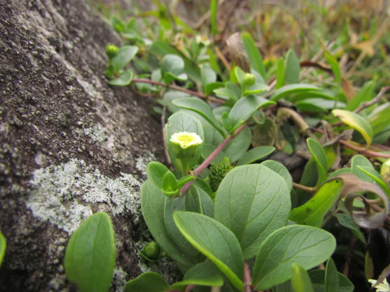 Eclipta elliptica (8)