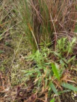 Chevreulia revoluta (7)