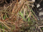 Chevreulia revoluta (3)