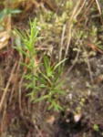 Chevreulia revoluta (4)
