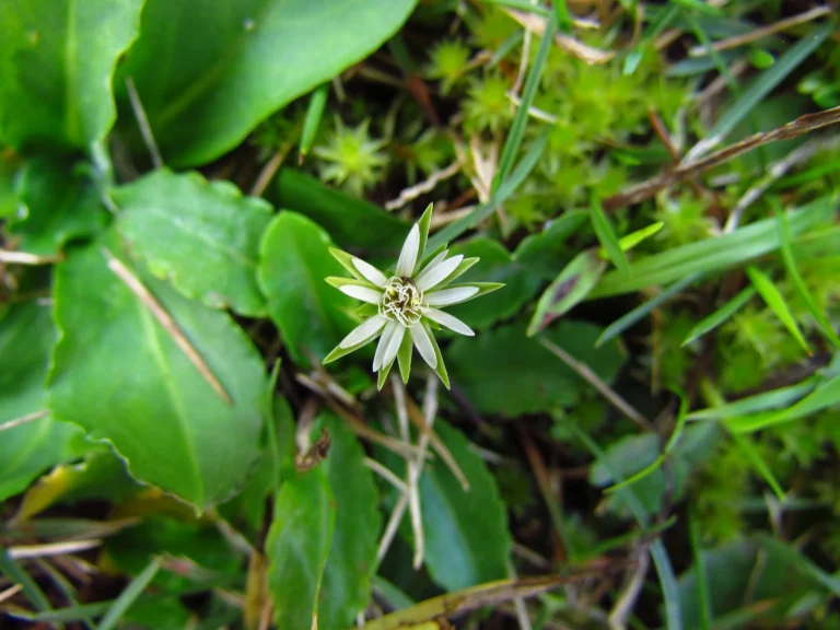 Chaptalia runcinata (19)