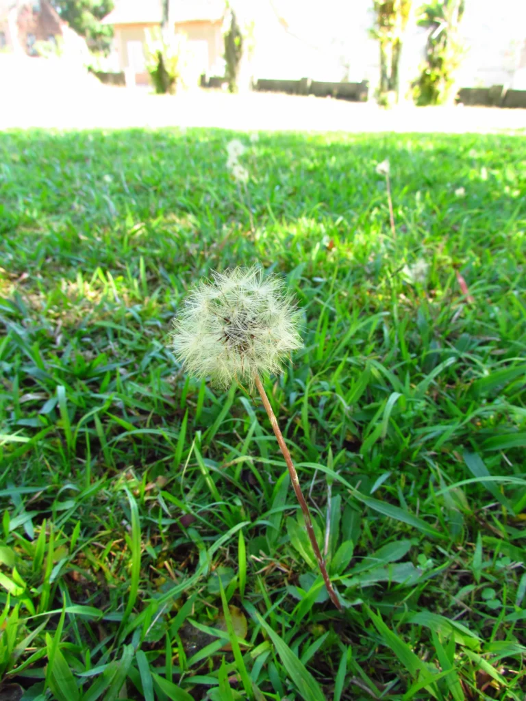 Chaptalia runcinata (12)