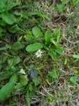 Chaptalia runcinata (9)