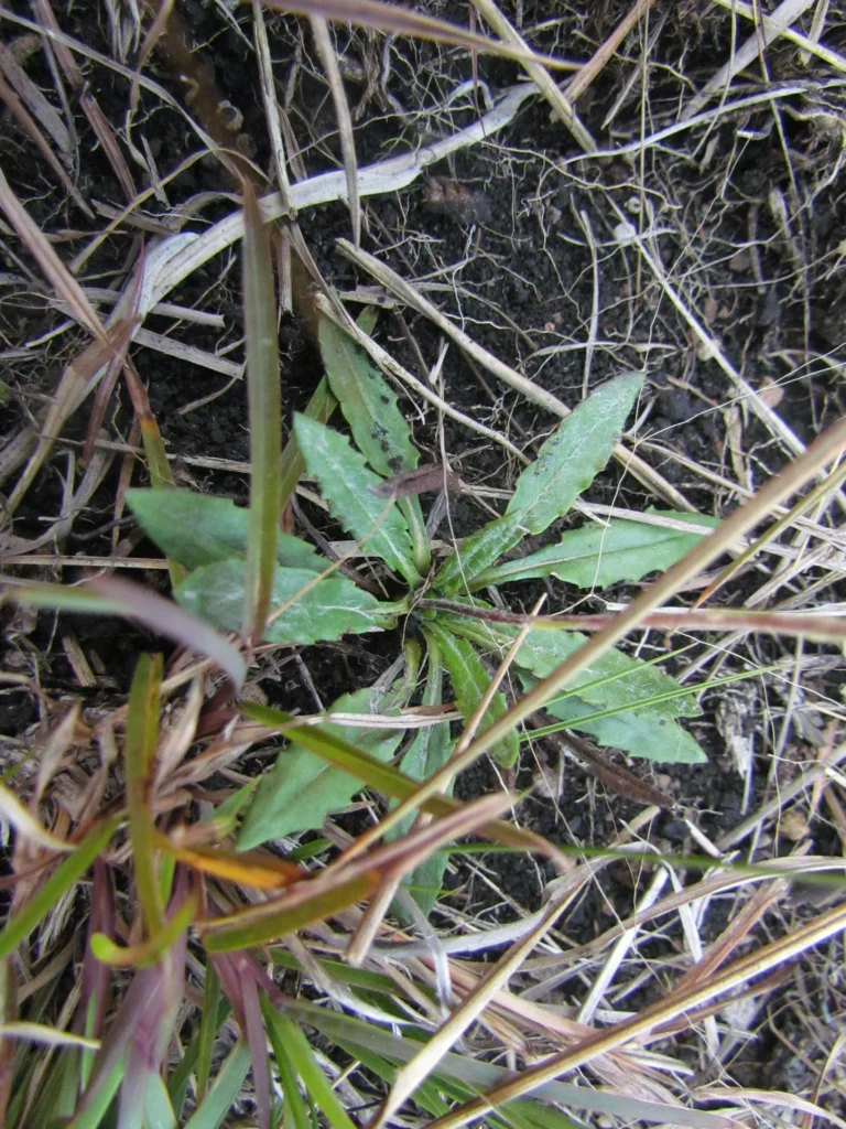 Chaptalia runcinata (6)