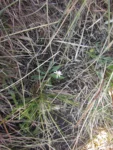 Chaptalia runcinata (1)