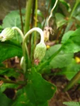 Chaptalia nutans (27)