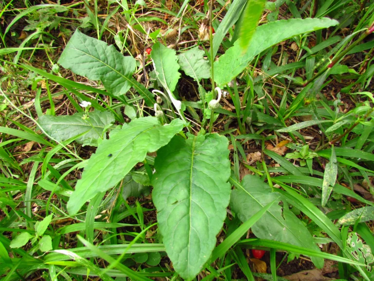 Chaptalia nutans (21)