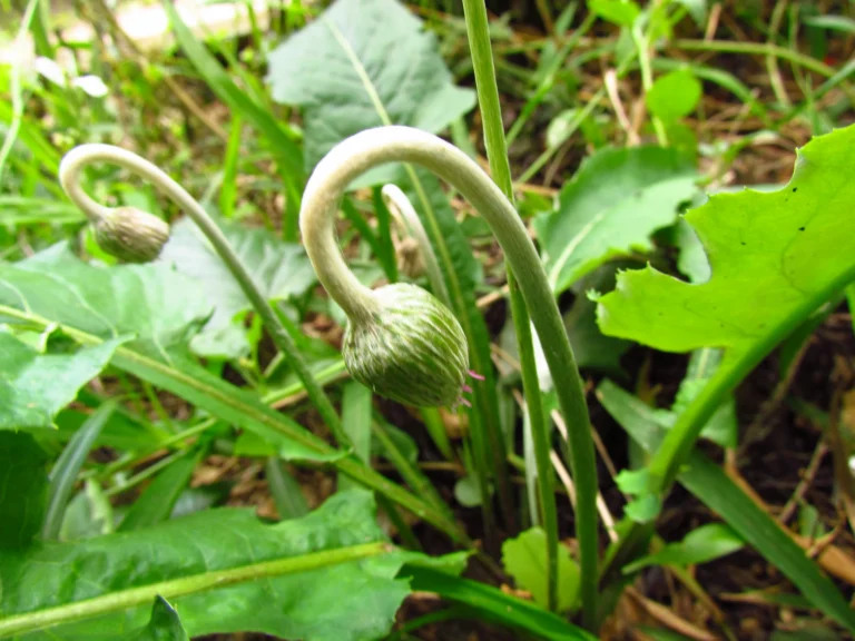 Chaptalia nutans (20)