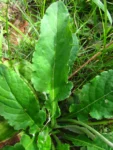 Chaptalia nutans (14)