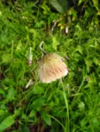 Chaptalia nutans (10)
