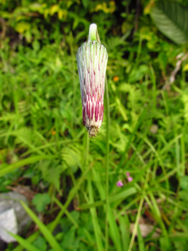 Chaptalia nutans (6)