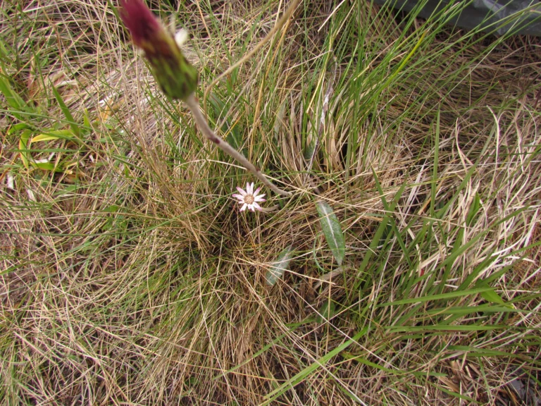 Chaptalia graminifolia (9)