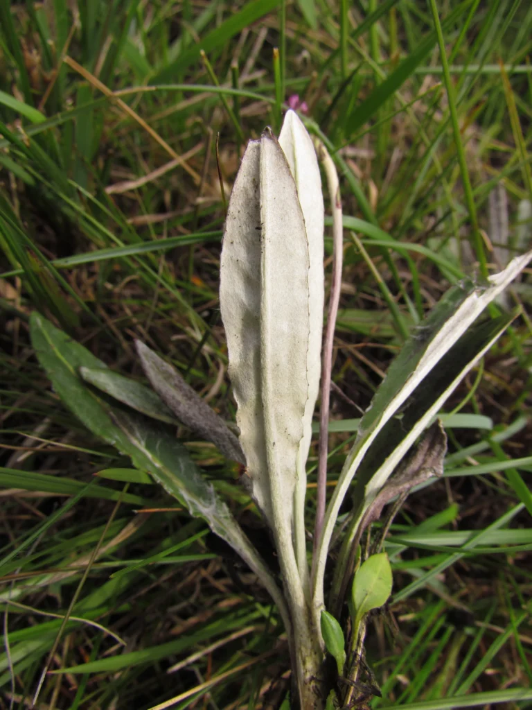 Chaptalia graminifolia (3)