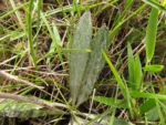 Chaptalia graminifolia (2)