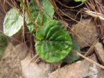 Chaptalia cordifolia (26)