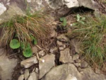 Chaptalia cordifolia (23)