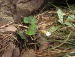 Chaptalia cordifolia (24)